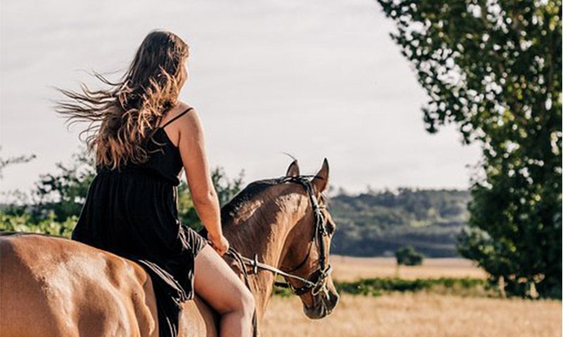 horses